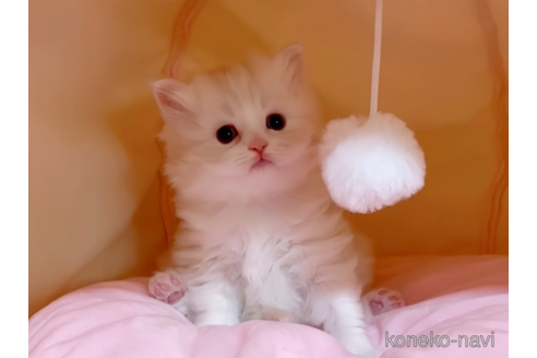 成約済の愛媛県のスコティッシュフォールド-79640の5枚目